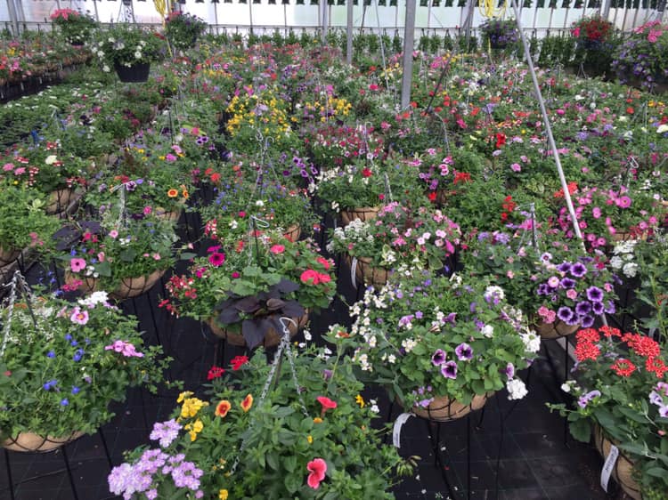 Engelse hanging baskets klaar om op te halen - De Bruijn