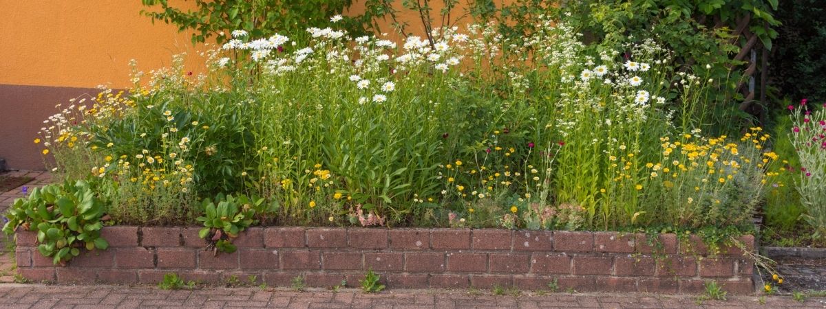 Inheemse beplanting - De Bruijn