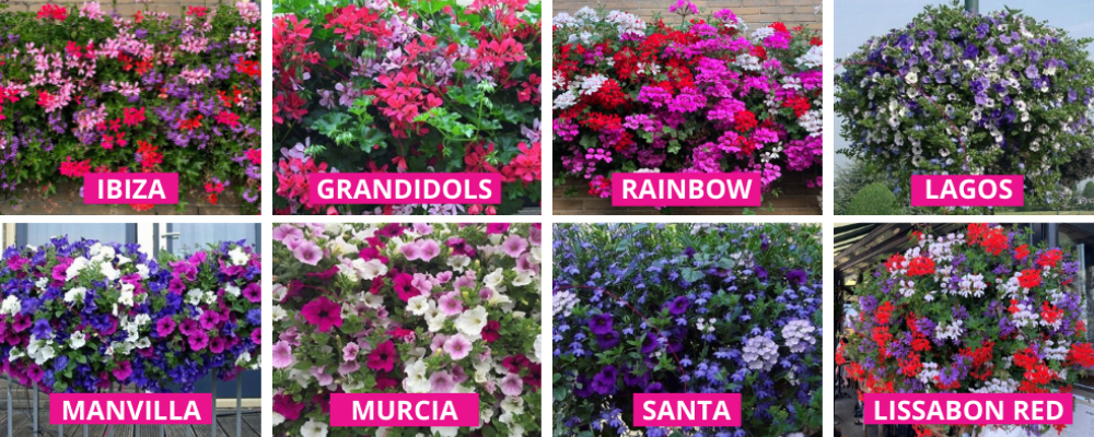 hardop teleurstellen romantisch DIY: Hanging basket