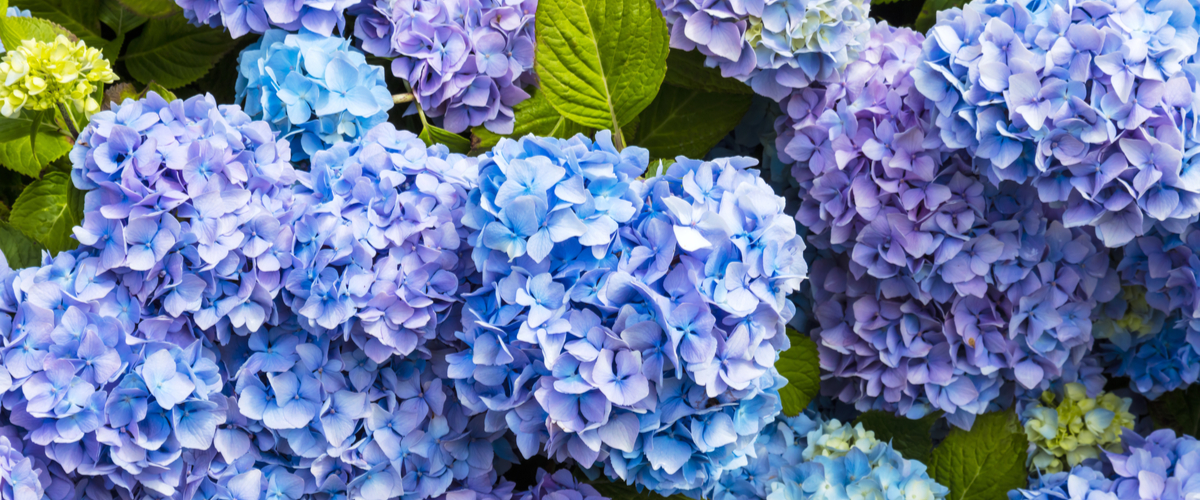 Schaduwplanten - hortensia - De Bruijn