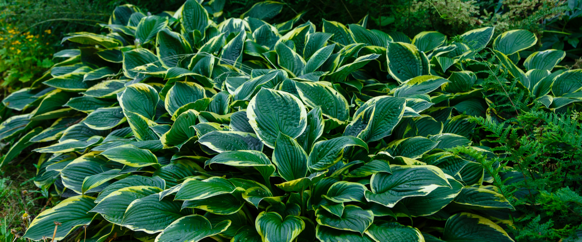 Schaduwplanten - hosta - De Bruijn