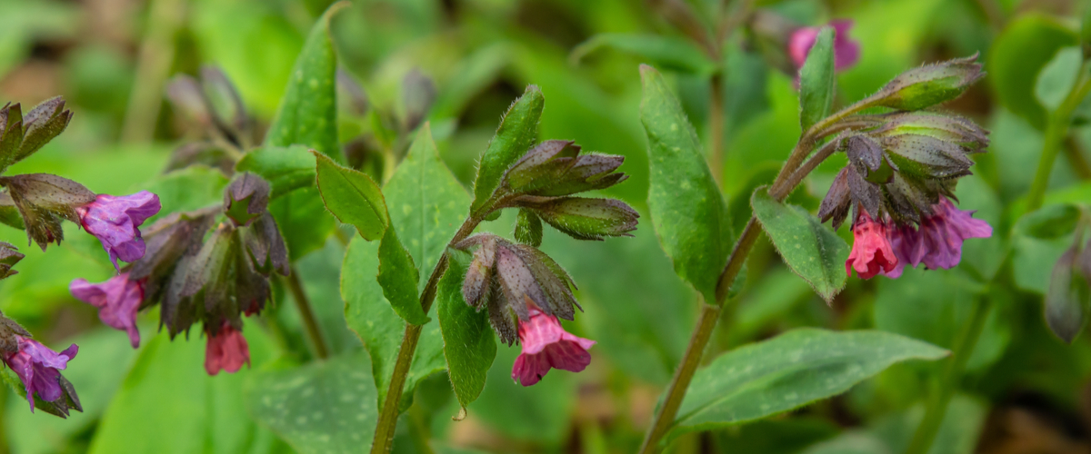 Schaduwplanten - longkruid - De Bruijn