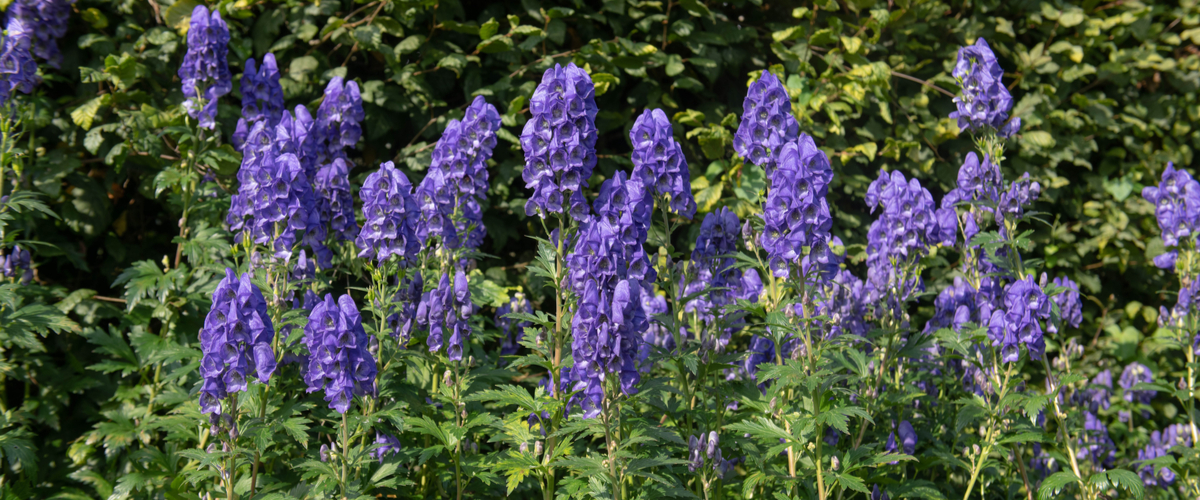 Schaduwplanten - monnikskap - De Bruijn