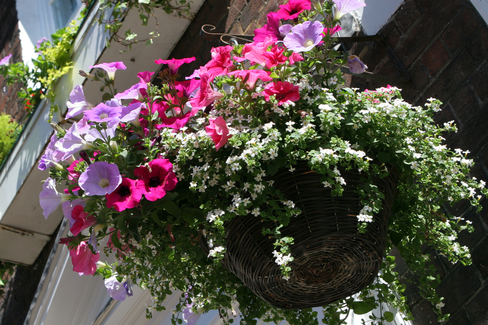 Hanging basket - Tuincentrum De Bruijn