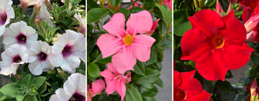 Hangplanten - Tuincentrum De Bruijn