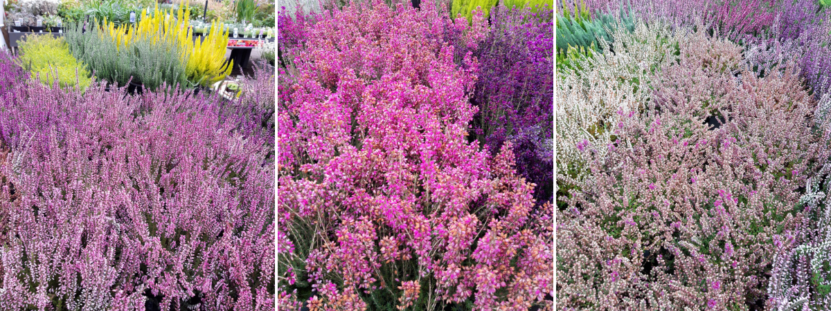 Heideplanten - De Bruijn