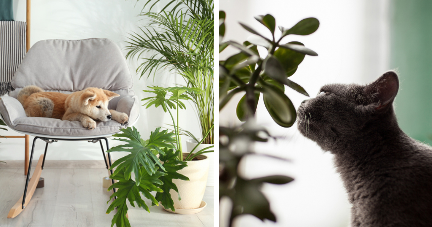 Hondvriendelijke en katvriendelijke kamerplanten die niet giftig zijn