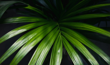 kentia palm