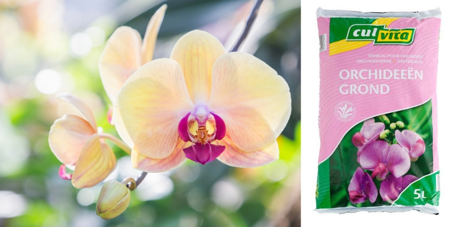 Potgrond-Orchidee