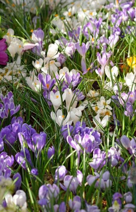 Lente bloembollen - De Bruijn