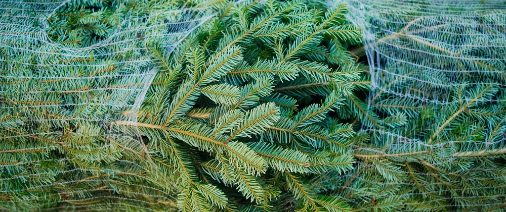 Nordmann kerstboom - De Bruijn