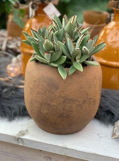 Farmacologie elk galblaas Cactussen en vetplanten - Tuincentrum de Bruijn