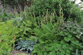 5x planten voor een tuin met schaduw