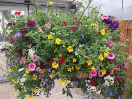 Hanging basket