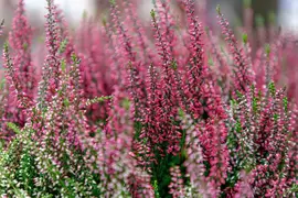 Heideplanten voor een kleurrijke herfst