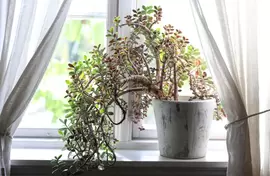 Kamerplanten die in de volle zon kunnen staan