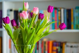 Tulpen: toppers tegen de winterdip