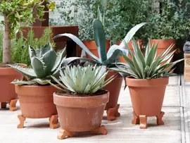 Zorgeloze Zomertijd: tuinplanten van de maand augustus 2019