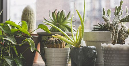 cactussen en vetplanten