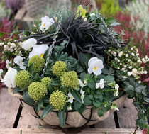 6: Workshop Winterbasket | 17 oktober 2026 | 14:00-16:00 uur - afbeelding 1