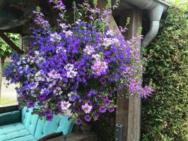 Blauwe mix - Tuincentrum De Bruijn