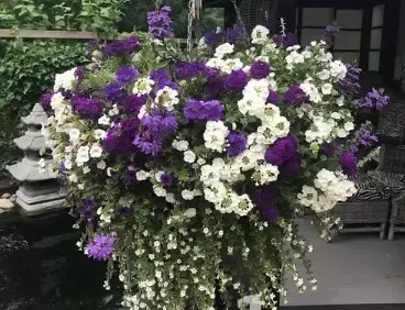 Bestelbaar tot 9 maart Engelse hanging basket Blauw-wit mix in draadmand 40 cm met jute bekleed - afbeelding 1