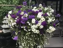 Bestelbaar tot 9 maart Engelse hanging basket Blauw-wit mix in draadmand 40 cm met jute bekleed - afbeelding 1