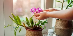 Bloeiende kamerplanten