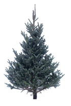 Echte kerstboom Fraseri gezaagd 150-175 cm
