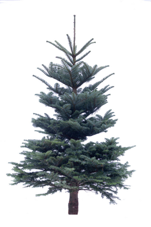 Echte kerstboom Nobilis gezaagd 150-175 cm