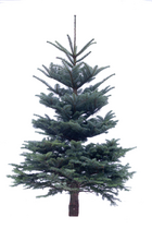 Echte kerstboom Nobilis gezaagd 200-225 cm