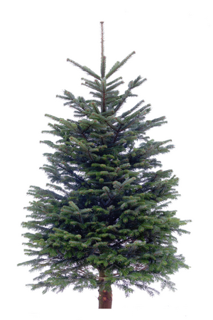 Echte kerstboom Nordmann gezaagd 125-150 cm - afbeelding 1