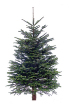 Echte kerstboom Nordmann gezaagd 175-200 cm