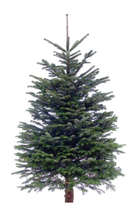 Echte kerstboom Nordmann gezaagd 175-200 cm geboord voor Easyfix standaard
