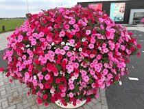 Eigen bak - Aqua Top 45 Antraciet - Supertunia Mix 1 - afbeelding 1