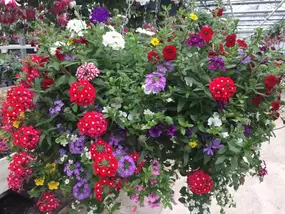 Engelse hanging basket