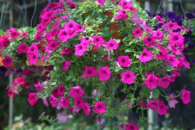 Hangplanten