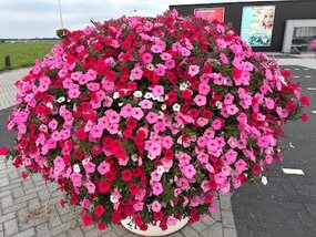 Supertunia Mix 1