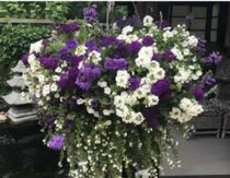 Workshop Hanging Basket maken vrijdag 1 maart 14:00-16:00 uur - afbeelding 3