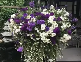 Workshop: Engelse Hanging Basket maken 2024