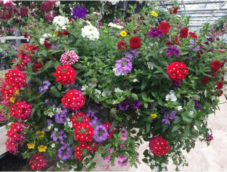 Workshop Hanging Basket maken zaterdag 24 februari 14:00-16:00 uur - afbeelding 1