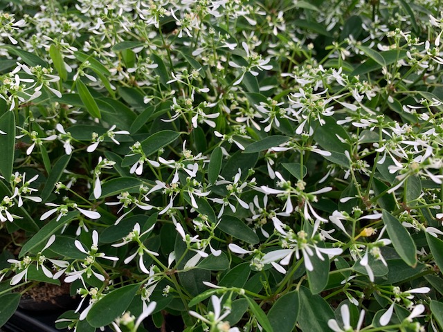 hangplanten-zomerbloeiers